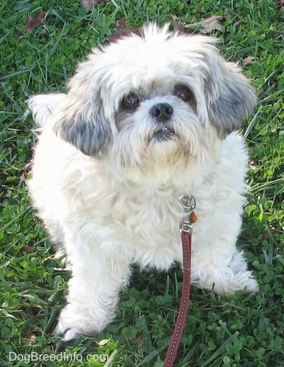 Front view - A white with black Shih-Tzu is sitting on grass and it is looking up. It has wide round brown eyes and a black nose.
